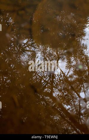 Close-up tree reflection on the water Stock Photo
