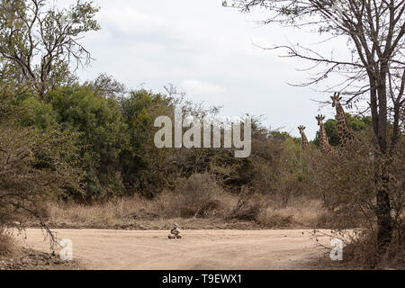 Funny image of giraffes in the bushveld taken on safari in Africa Stock Photo