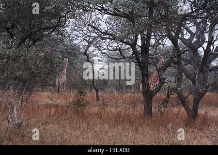 Giraffe sightings on safari in Africa Stock Photo