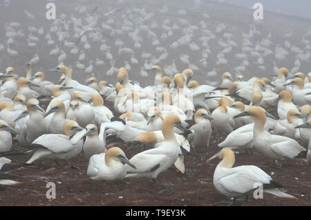 Northern gannet (Morus bassanus) in colony on Bonaventure Island (Île Bonaventure) Parc national de l'Île-Bonaventure-et-du-Rocher-Percé, Quebec, Canada Stock Photo