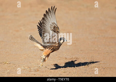 A lanner falcon (Falco biarmicus) in flight, South Africa Stock Photo