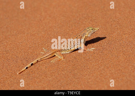 A shovel-snouted lizard (Meroles anchietae) on a sand dune, Namib desert, Namibia Stock Photo