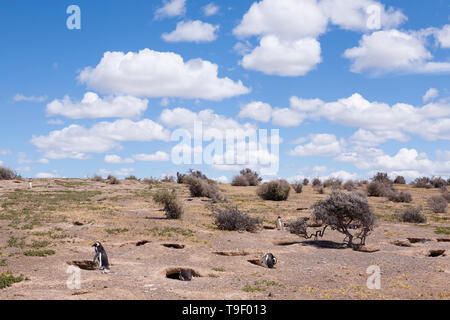 Punta Tombo penguin colony view, Patagonia landscape, Argentina Stock Photo