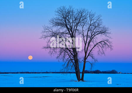 Full moon (Super moon) and plains cottonwood (Populus deltoides) at dawn. March 20, 2019. Spring Equinox, March equinox or Vernal Equinox. First day of spring. The last full moon of the winter is called the 'Worm Moon'. Dugald Manitoba Canada Stock Photo
