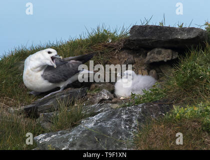 Fulmar, Shetland, Scotland Stock Photo