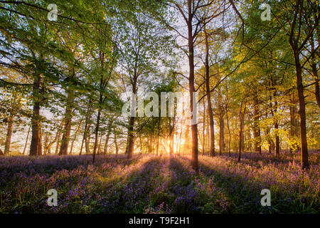 Magical bluebell woodland in spring time. Sunrise forest scene with wild purple flowers and sun rays through the trees Stock Photo