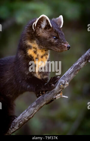 Juvenile American pine marten, Martes americana, in Beauvais Lake Provincial Park, Alberta, Canada. Stock Photo