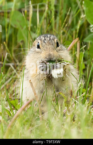 Thirteen-lined ground squirrel, Ictidomys tridecemlineatus, feeding on dandelions in Lundbreck Falls Provincial Park, Alberta, Canada. Stock Photo