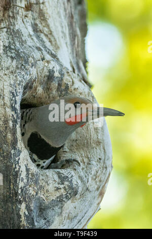 Northern flicker, Colaptes auratus, in a cavity in Pincher Creek, Alberta, Canada. Stock Photo