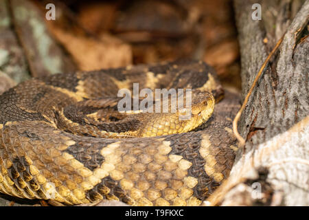 Coiled yellow phase timber rattlesnake - Crotalus horridus Stock Photo