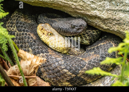 Pair of timber rattlesnakes - Crotalus horridus Stock Photo
