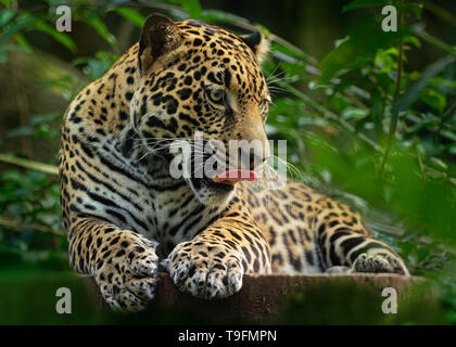 Jaguar - Panthera onca  wild cat species, the only extant member of Panthera native to the Americas, Southwestern United States and Mexico across Cent Stock Photo