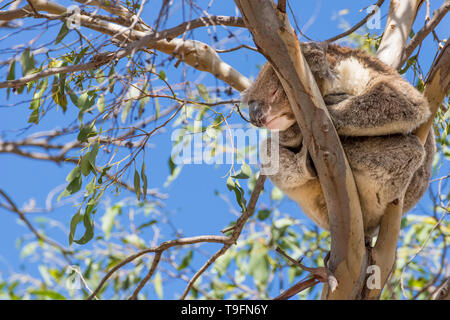 Beautiful koala asleep on top of a eucalyptus against the blue sky, Kangaroo Island, Southern Australia Stock Photo