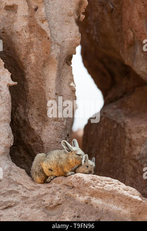 Mother and baby Viscacha sunbathing at Eduardo Avaroa Andean Fauna National Reserve. The southern viscacha (Lagidium viscacia) is a species of viscach Stock Photo