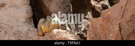 Mother and baby Viscacha sunbathing at Eduardo Avaroa Andean Fauna National Reserve. The southern viscacha (Lagidium viscacia) is a species of viscach Stock Photo