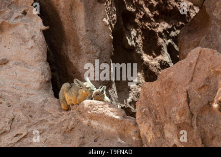 Mother and baby Viscacha sunbathing at Eduardo Avaroa Andean Fauna National Reserve. The southern viscacha (Lagidium viscacia) is a species of viscach Stock Photo