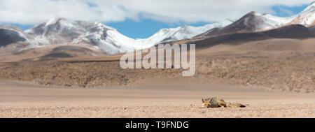 Close encounter with the culpeo (Lycalopex culpaeus) or Andean fox, in his typical territory of the Altiplano landscape at the Siloli desert in Eduard Stock Photo
