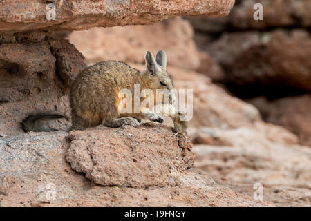 Confrontation of Viscacha and mouse at Eduardo Avaroa Andean Fauna National Reserve. The southern viscacha (Lagidium viscacia) is a species of viscach Stock Photo