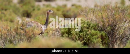 Darwin's rhea (Rhea pennata), also known as the lesser rhea or Puna Rhea in the Bolivian altiplano, is a large flightless bird, but the smaller of the Stock Photo