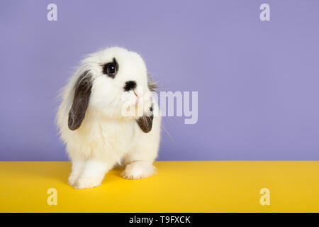 Alert black and white rabbit on a purple background and a yellow underground Stock Photo