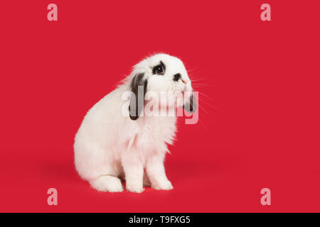 Alert black and white rabbit on a red background Stock Photo