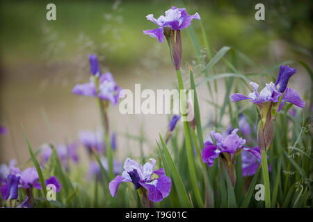 Purple irises in full bloom on a blurry background. Stock Photo