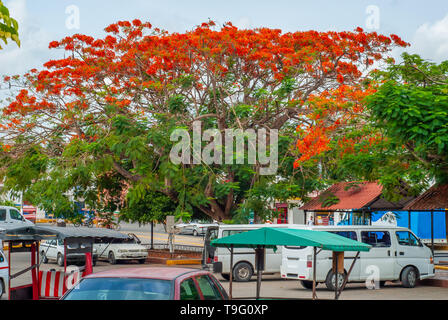 Mexican town, with Delonix regia tree, with red flowers, on the Yucatan peninsula Stock Photo
