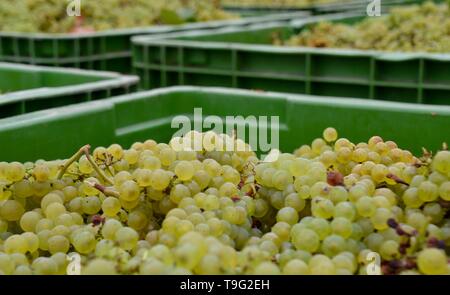 Green boxes of white ripe freshly picked organic chardonnay grapes from the harvest ready to be crushed and made into wine Stock Photo