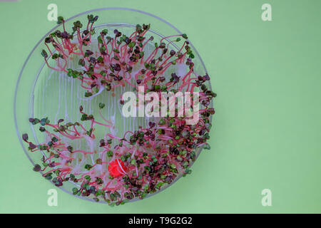 close-up on fresh radish sprouts in a transparent sprouter, green background Stock Photo