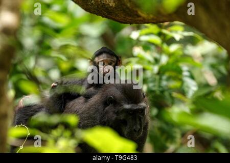 Macaque with small cute baby on the branch of the tree. Close up portrait. Endemic black crested macaque or the black ape. Natural habitat. Unique mam Stock Photo