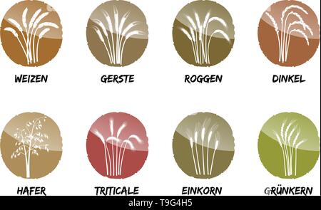 cereals wheat barley rye spelled oat greens Stock Vector