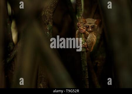 Spectral Tarsier, Tarsius, portrait of rare endemic nocturnal mammal trying to catch and eat grasshopper, cute primate in large ficus tree in jungle,  Stock Photo