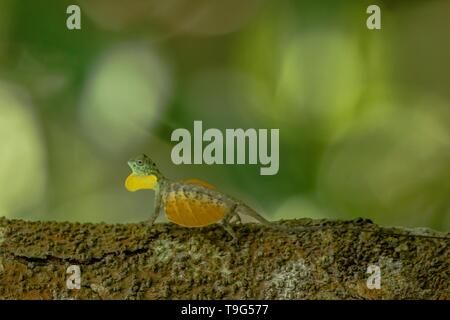 Draco volans, the common flying dragon on the tree in Tangkoko National Park, Sulawesi, is a species of lizard endemic to Southeast Asia. lizard in wi Stock Photo