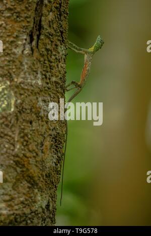 Draco volans, the common flying dragon on the tree in Tangkoko National Park, Sulawesi, is a species of lizard endemic to Southeast Asia. lizard in wi Stock Photo