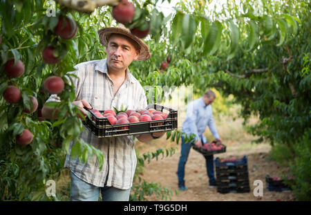 Man  professional horticulturist holding crate with  peaches in garden Stock Photo