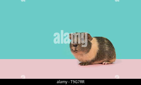 Smooth haired guinea pig on a pink and blue background in a panoramic image