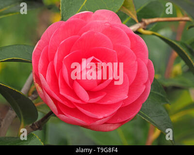 Bright pink of delicate Camelia flower petals contrast with dark green glossy foliage in a garden in Cumbria,England UK Stock Photo