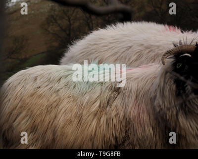 detailed texture of soft woolly fleeces of two rough fell sheep in low light contrasting with shady background in Cumbria,England UK Stock Photo