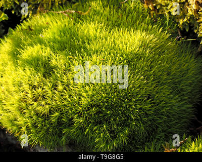 Live Pincushion Moss (Leucobryum Glaucum)