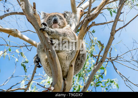 Alone tree on a beautiful blue sky background Stock Photo - Alamy