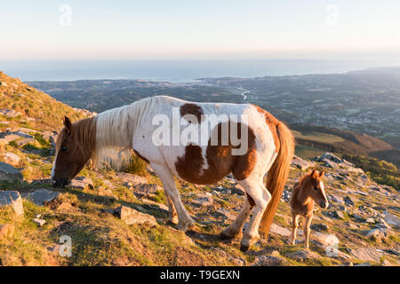 Adult and baby Pottok on La Rhune in the French Pays Basque. Stock Photo