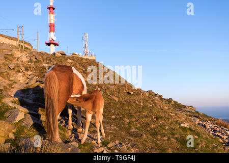 Adult and baby Pottok on La Rhune in the French Pays Basque. Stock Photo