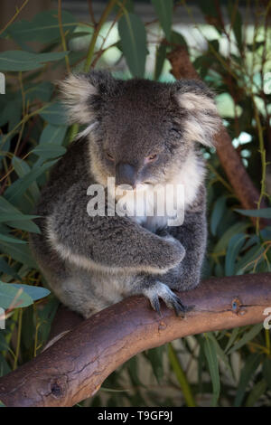Cute grey furry koala sitting in gum tree. Stock Photo