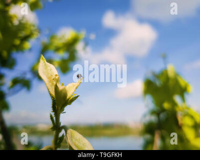 Tiny beetle on the top of a tree bud looking at the horizon. Spring nature close up, green leaves growing over blue sky background. Stock Photo