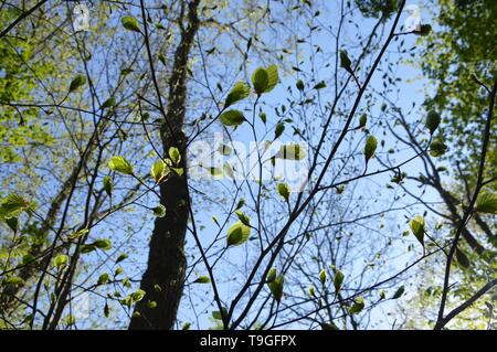 new foliage on blue sky in spring forest Stock Photo