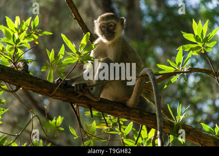 Vervet monkey (Chlorocebus pygerythrus) sitting on a branch, Kenya, East Africa Stock Photo