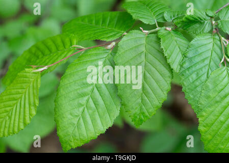 green spring hornbeam leaves macro Stock Photo