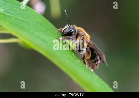 A mining bee rests on a leaf at Yates Mill County Park in Raleigh North Carolina Stock Photo