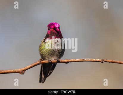A male Annas Hummingbird (Calypte anna) perched on a branch. Stock Photo