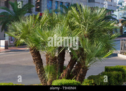 A group of small, lush and green palms grows on the roadside of the city avenue Stock Photo